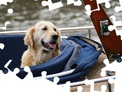 Golden Retriever, Pysk