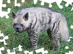Pręgowana, Hiena