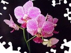 Phalaenopsis