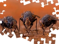 Wody, Kropla, Trzy, Muchy