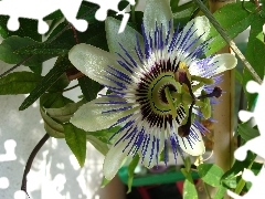 Passiflora, Kremowa