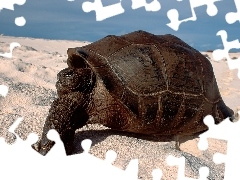Morze, Żółw, Plaża
