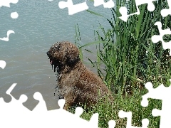 Woda, Owczarek Francuski Briard