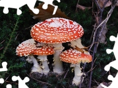Ślimak, Muchomory