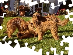Briardy, Cztery