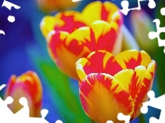 Żółte, Tulipany, Czerwono