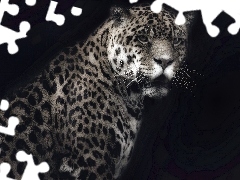 Czarne, Tło, Jaguar
