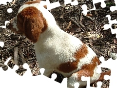 Springer spaniel walijski, szczeniak