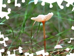 Kapelusz, Cienkiej, Nóżce, Grzybek, Podróżniczek, Na