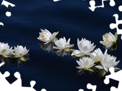 Odbicie, Woda, Lilie, Wodne