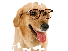 Język, Okulary, Golden, Retriever
