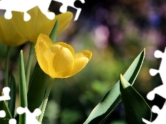 Tulipany, Żółte