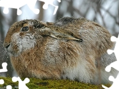 Spłoszony, Łąka, Zając, Rosyjski