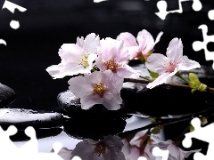 Woda, Kamienie, Kwiaty, Magnolii