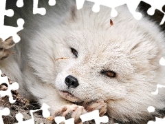 Łapki, Polarny, Biały, Lis