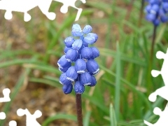 Muscari armeniacum