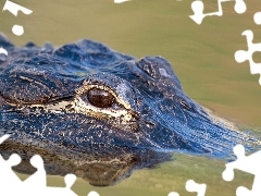 Aligator