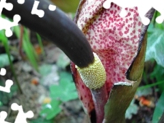 Arum Cornutum