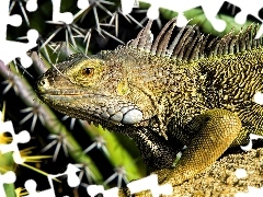 Gałązki, Iglaste, Zielona, Iguana