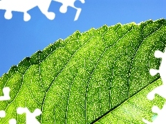 Liścia, Fragment
