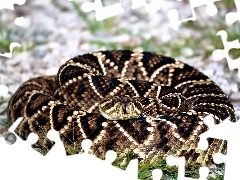 Wąż