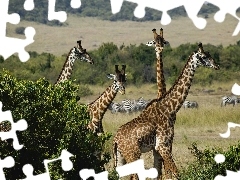 Żyrafy, Cztery