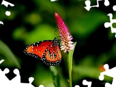 Kwiat, Motyl