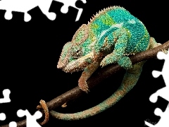 Kameleon, Zielony
