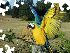 Ara, Kolorowa