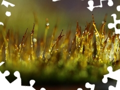 Bokeh, Źdźbła, Krople, Mchy, Makro, Porosty