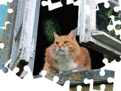 Okno, Stare, Kot, Parapet