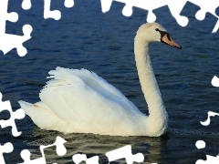 Woda, Łabędź