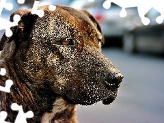 Amstaff, Pies