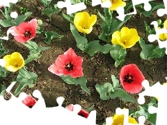 Tulipany, Pole, Kolorowe