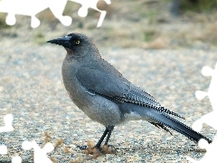 Pióra, Ciemne, Ptak, Kurawonga