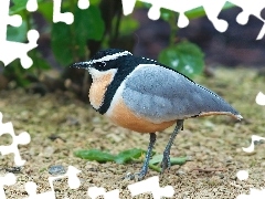 Pijawnik