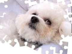 Bichon frise, mordka