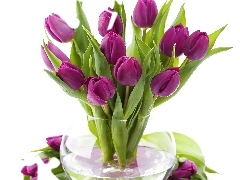 Tulipany, Wazon, Fioletowe