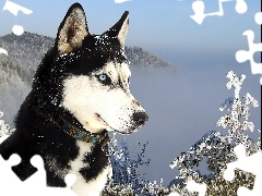 Góry, Śnieg, Siberian, Husky