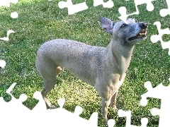 Whippet, szary