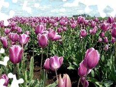 Tulipany, Fioletowe