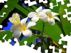 Kwiaty, Plumeria, Białe