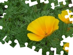 Kwiaty, Żółte