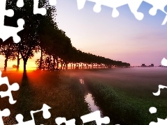 Drzewa, Mgła, Zachód, Słońca