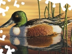 Woda, Kaczka