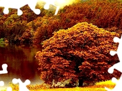 Jesień, Jezioro, Kolorowe, Drzewa