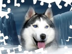 Lodowe, Góry, Syberian, Husky