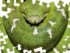 Zielony, Dusiciel, Pyton