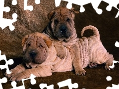 słodkie, Shar Pei, dwa