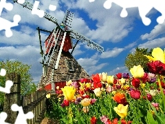Tulipany, Pole, Wiatrak, Płot